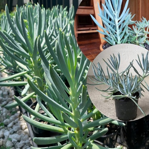 Senecio serpens 'Blue' - Sinakas ristirohi 'Blue' P9/0,55L